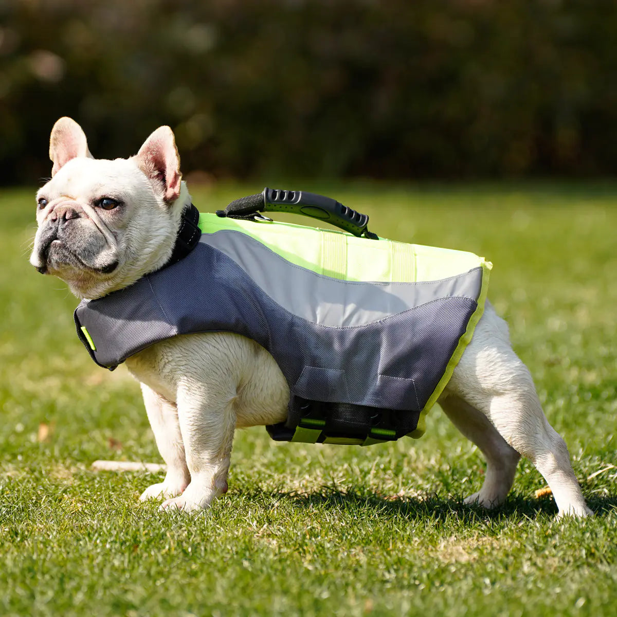 Reflective Swim Gear for Dogs