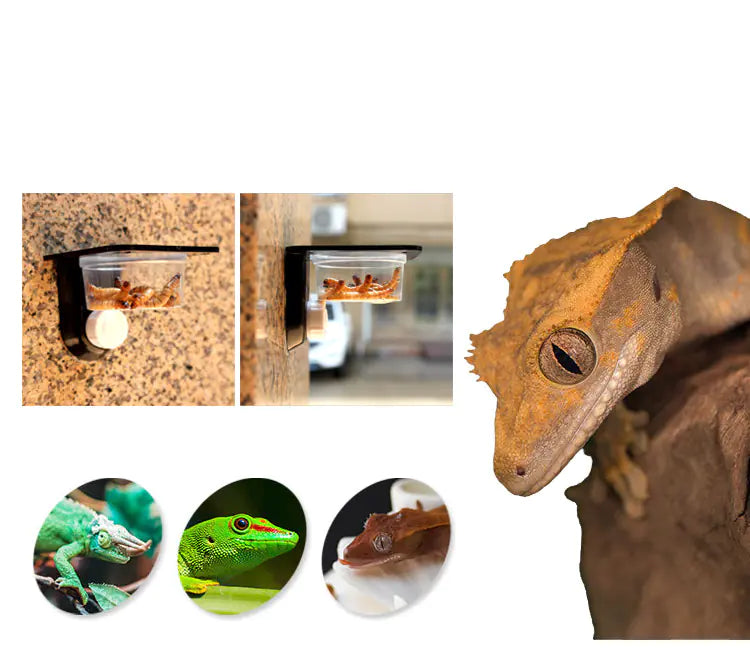 Sleek Wall-Fit Reptile Hydration & Eating Station